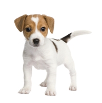 Un Nuevo Perro Y Los Viejos Trucos De Los Estafadores Ftc Informacion Para Consumidores - mascotas de adopt me roblox fondo blanco